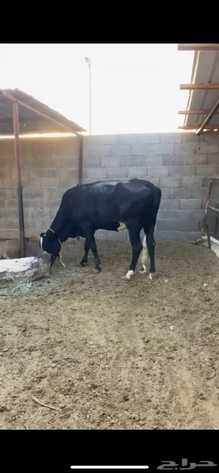 بقره عليها عجل 2