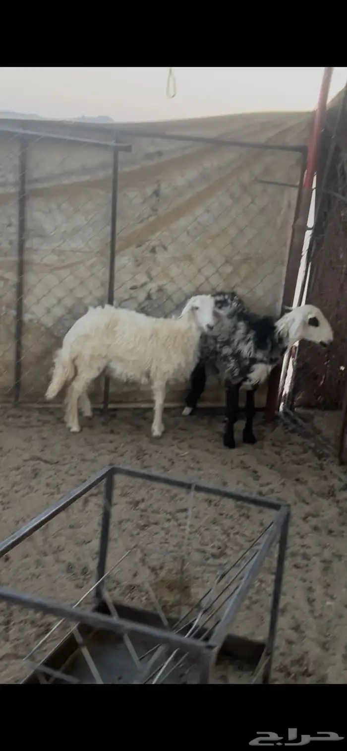 رخال للبيع 0