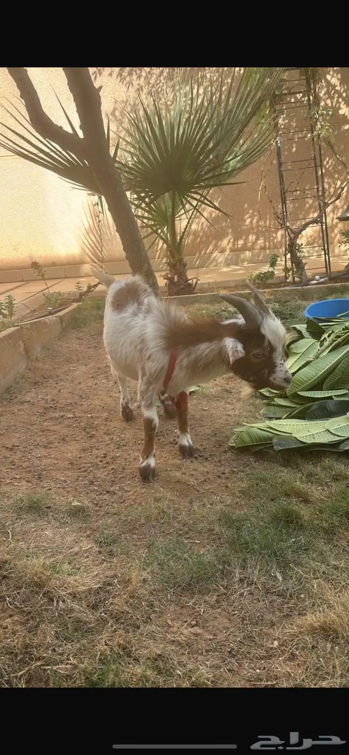 تيس صغير قزمي 0