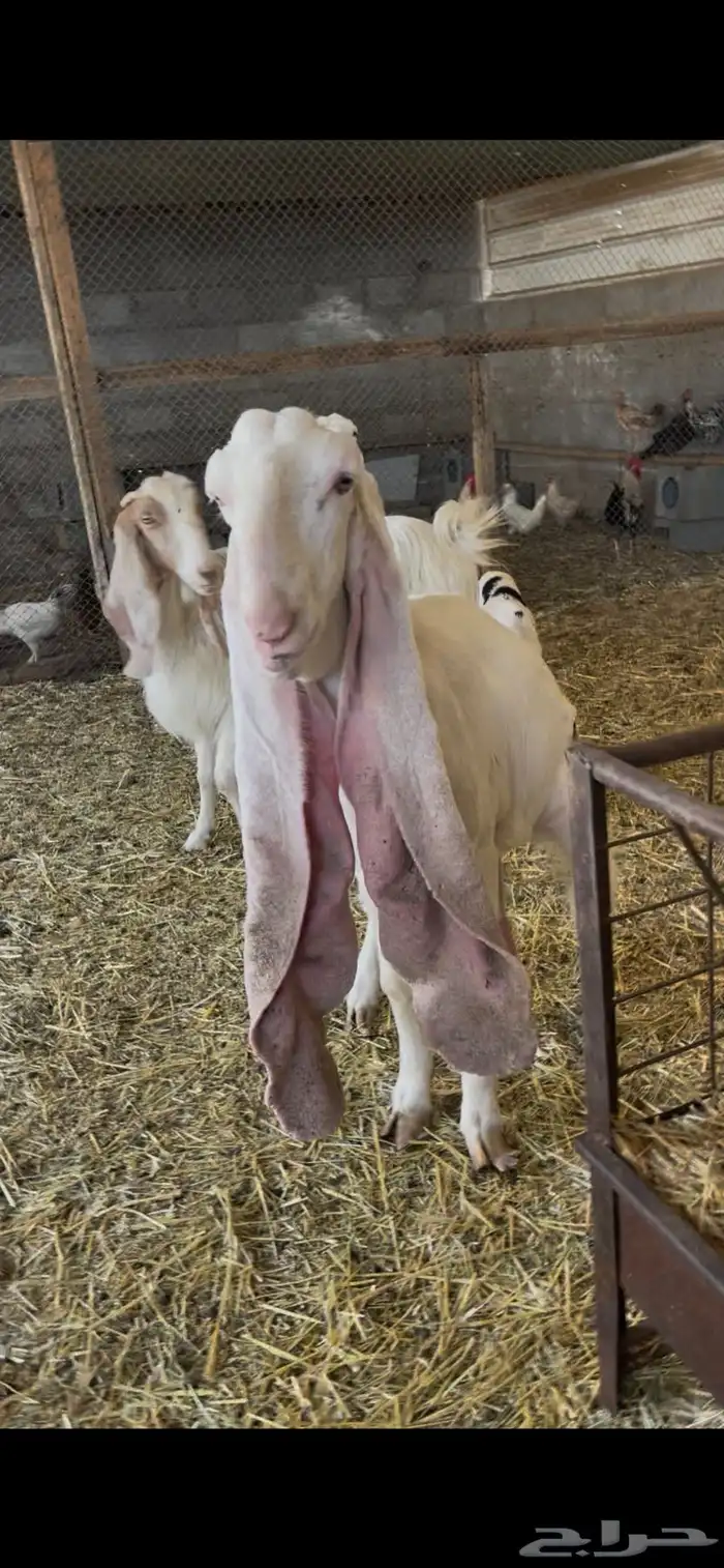 عنز باكستانية دافع 3