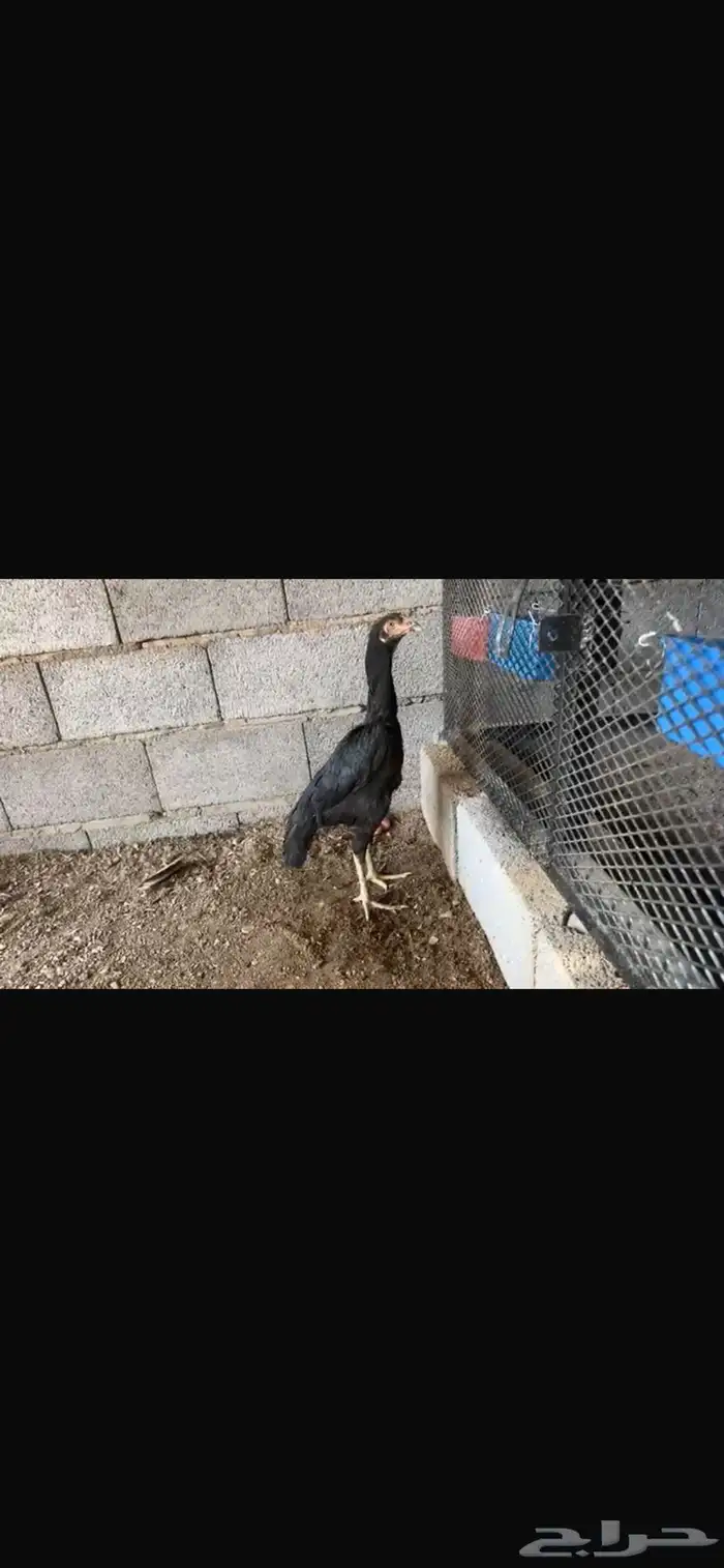 جوز شامو اللماني مستويات طيبه 6