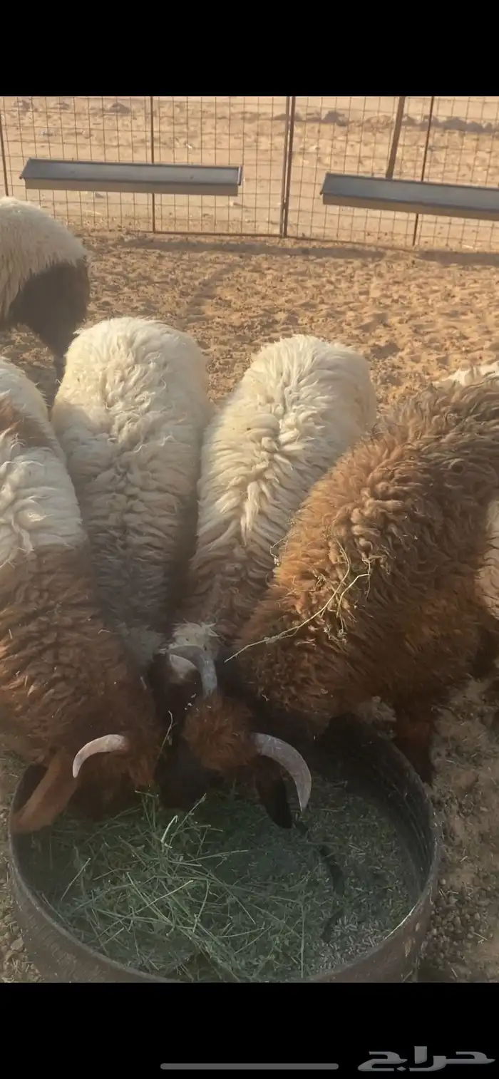 ذبايح نعيم   تابي و تمارا 5