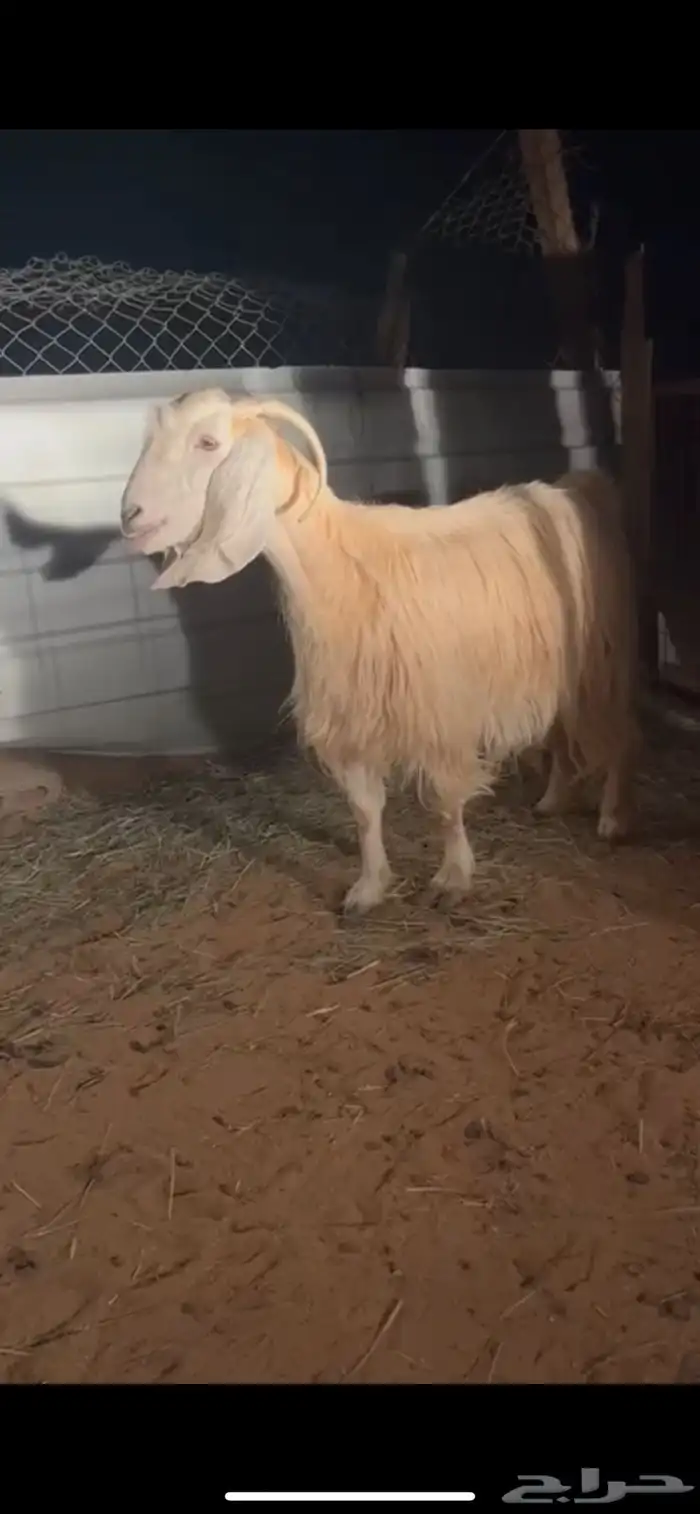 للبيع عنز كريميه خصم دافع شرط ( تم البيع ) 0