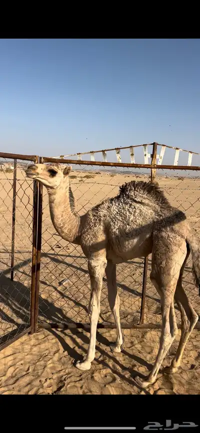 حوار كفو index