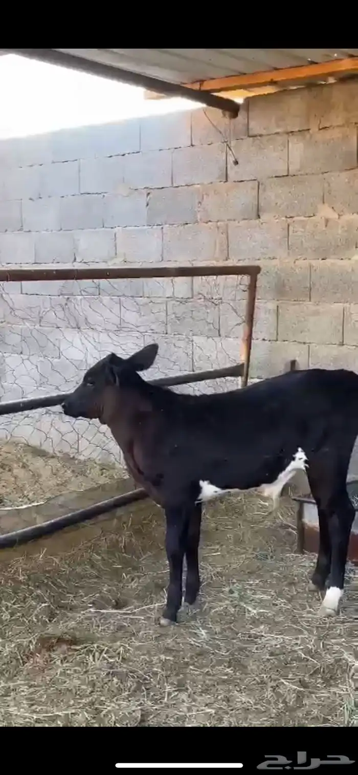 بقره عليها عجل 4