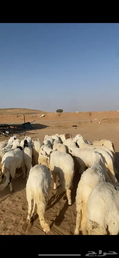 للبيع سواكن index