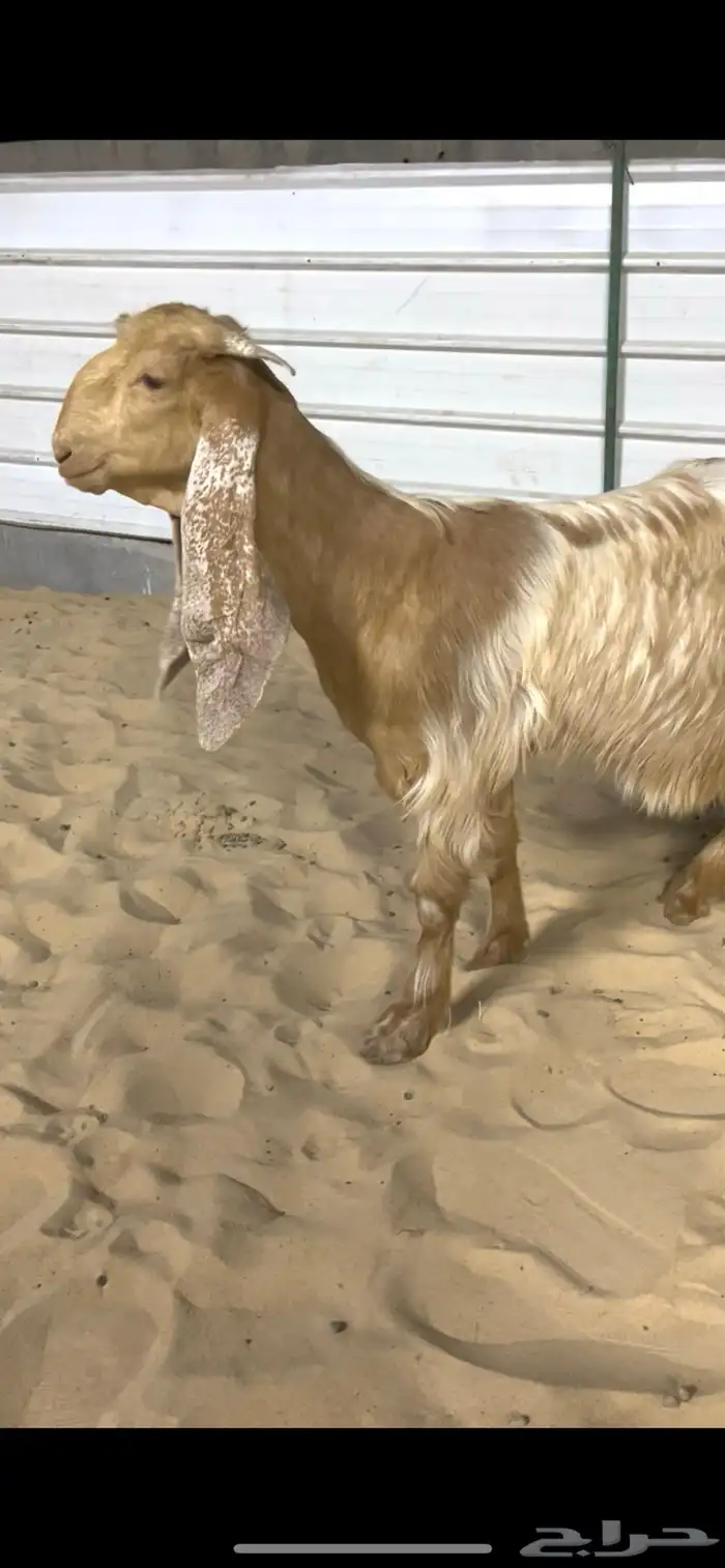 جفره صفرا خصم 2