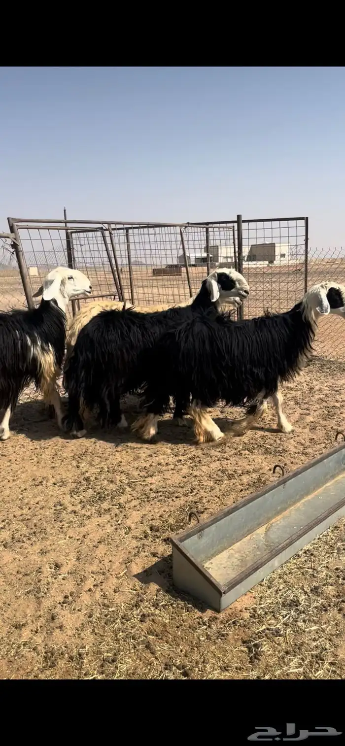 غنم نجد طيبه وجروم مقنوي 2