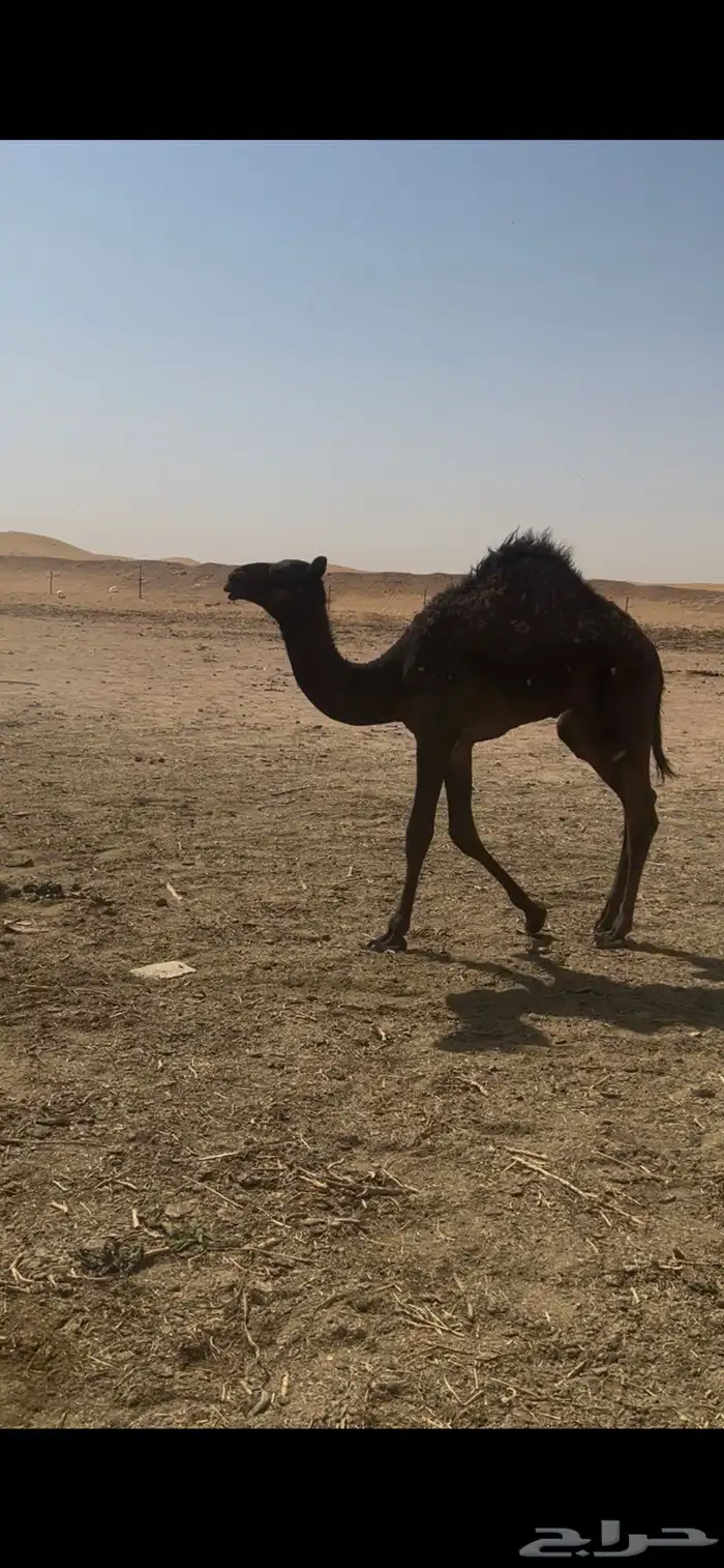 قعود تحت امه سمين طيب 1