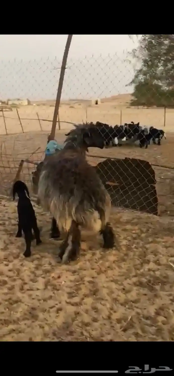 رغوث عربيه طيبه 1