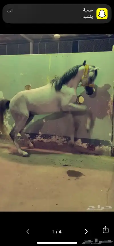 حصان ركوب index