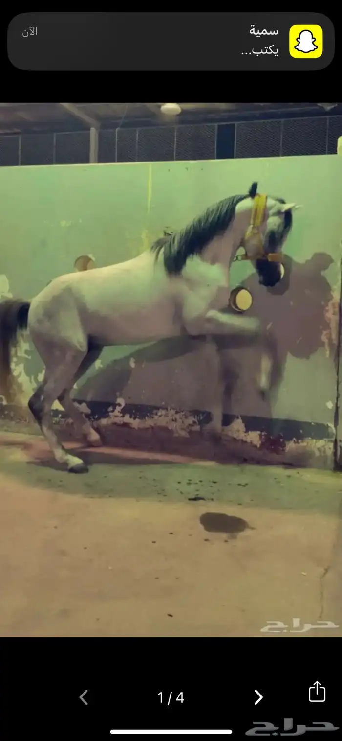 حصان ركوب 1