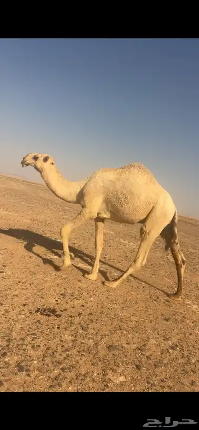 قعود كحيلاني جده الكنق بعير الطهيمي index