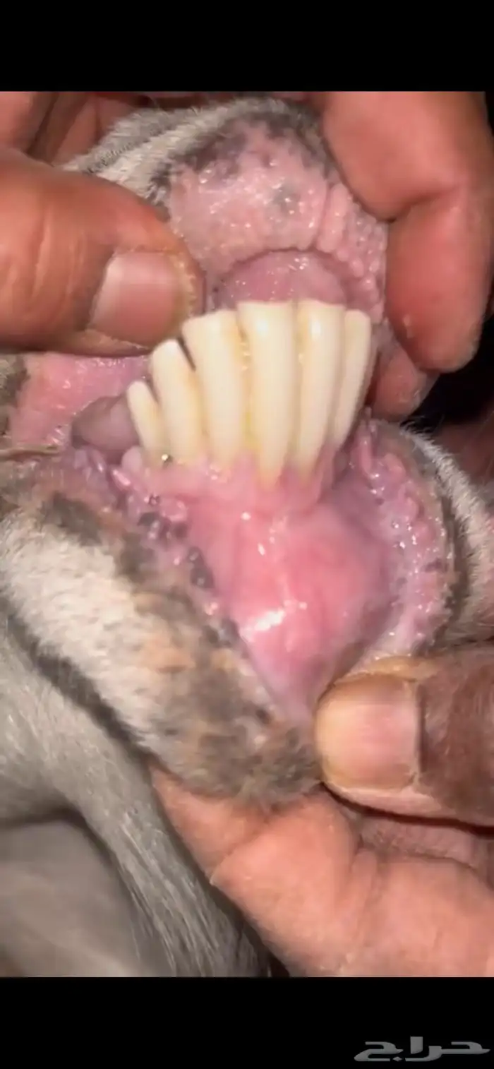 للبيع عنز كريميه خصم دافع شرط ( تم البيع ) 2