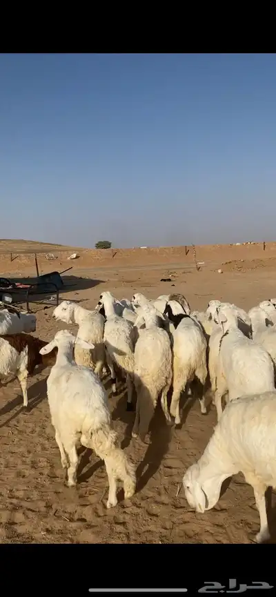 للبيع سواكن index