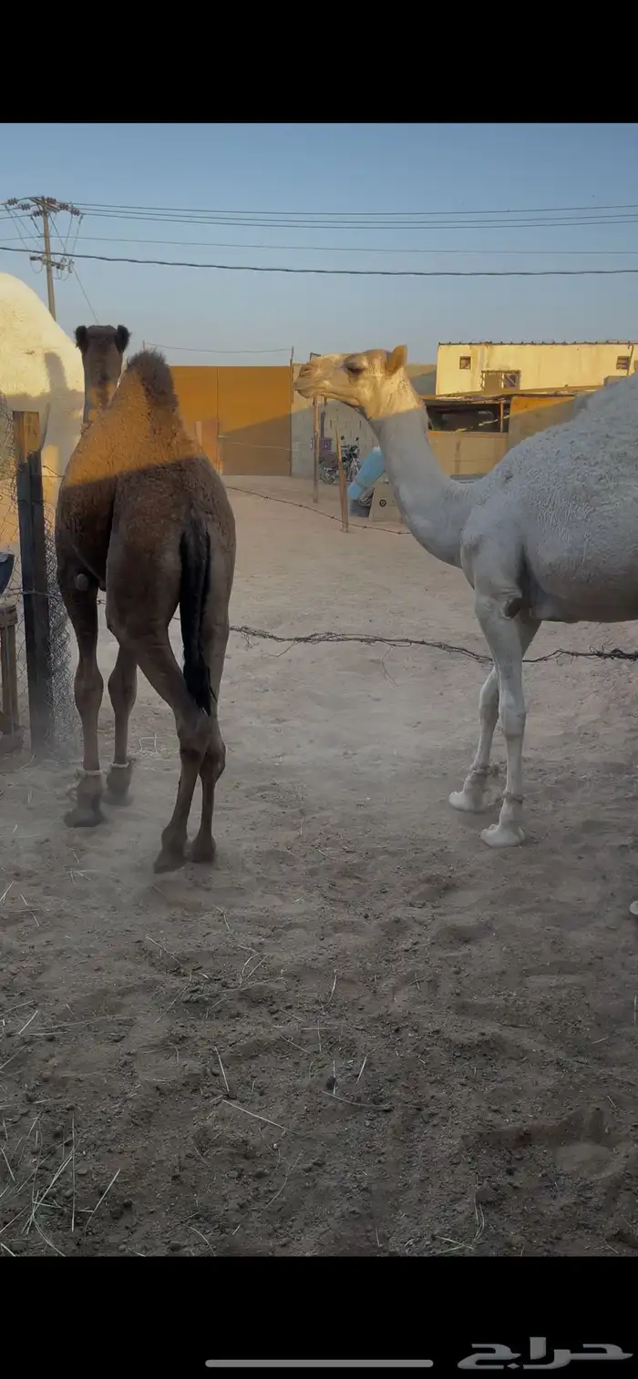 قعود وبكره فل طايشه من الشحم 1