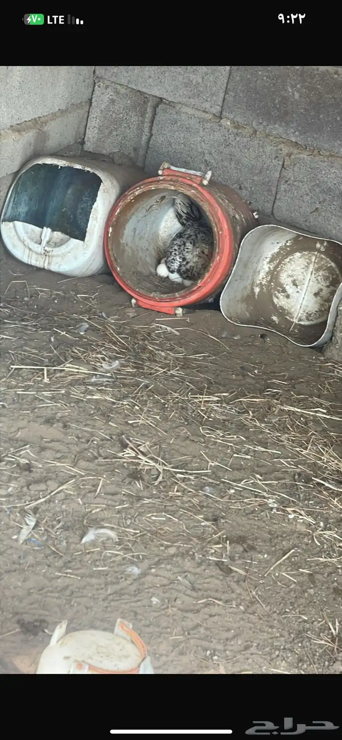 دجاج بلدي مع فروخ وبيضه 6