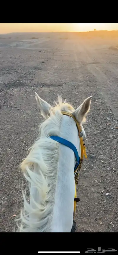 حصان للبيع index