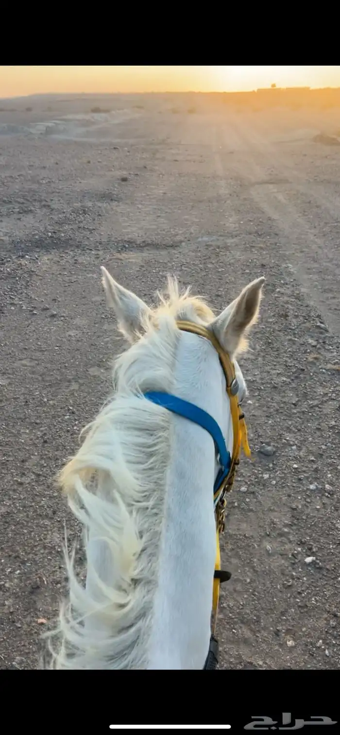 حصان للبيع 3