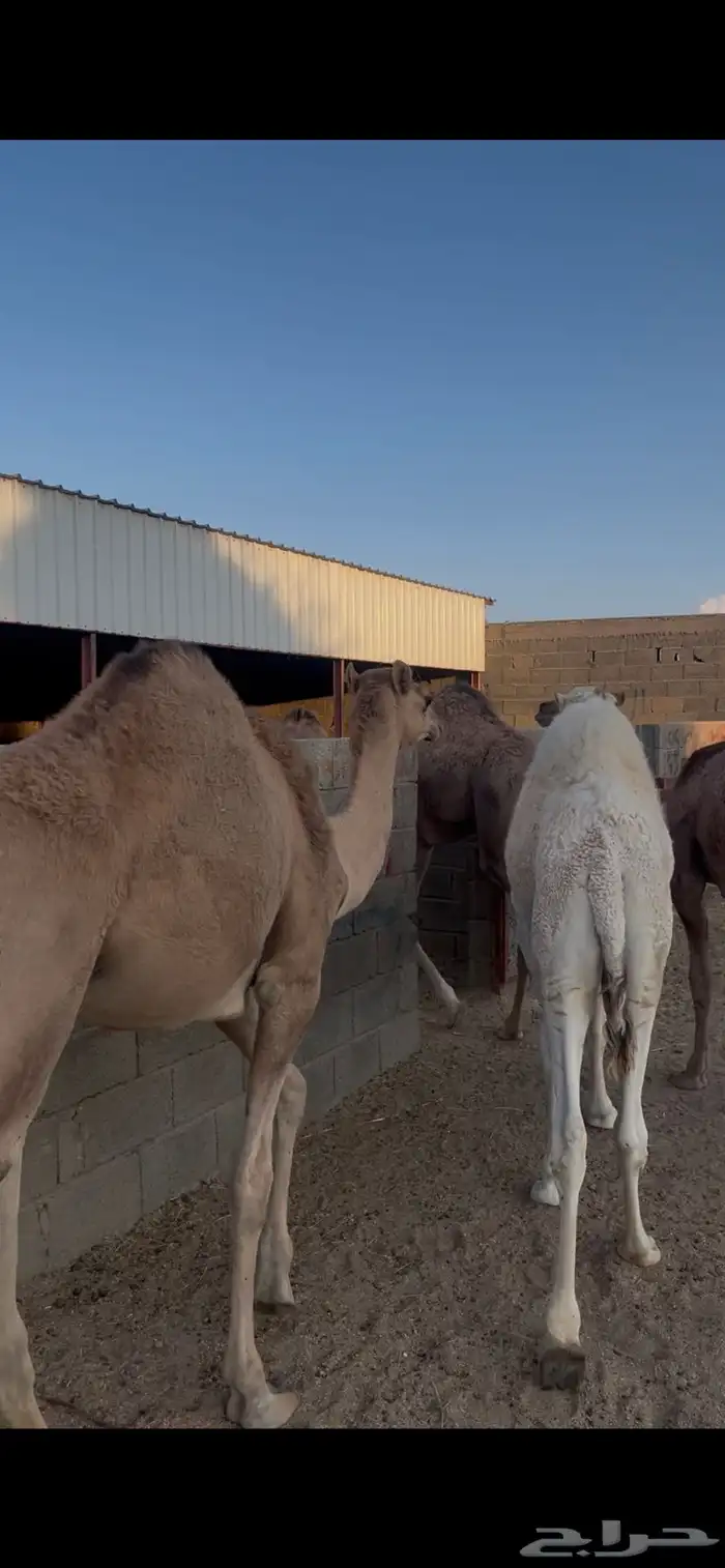 حشوان للبيع 5