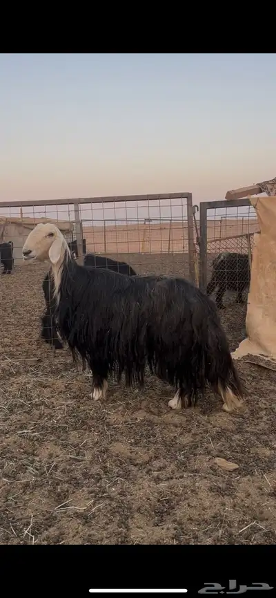 شاه حايل index