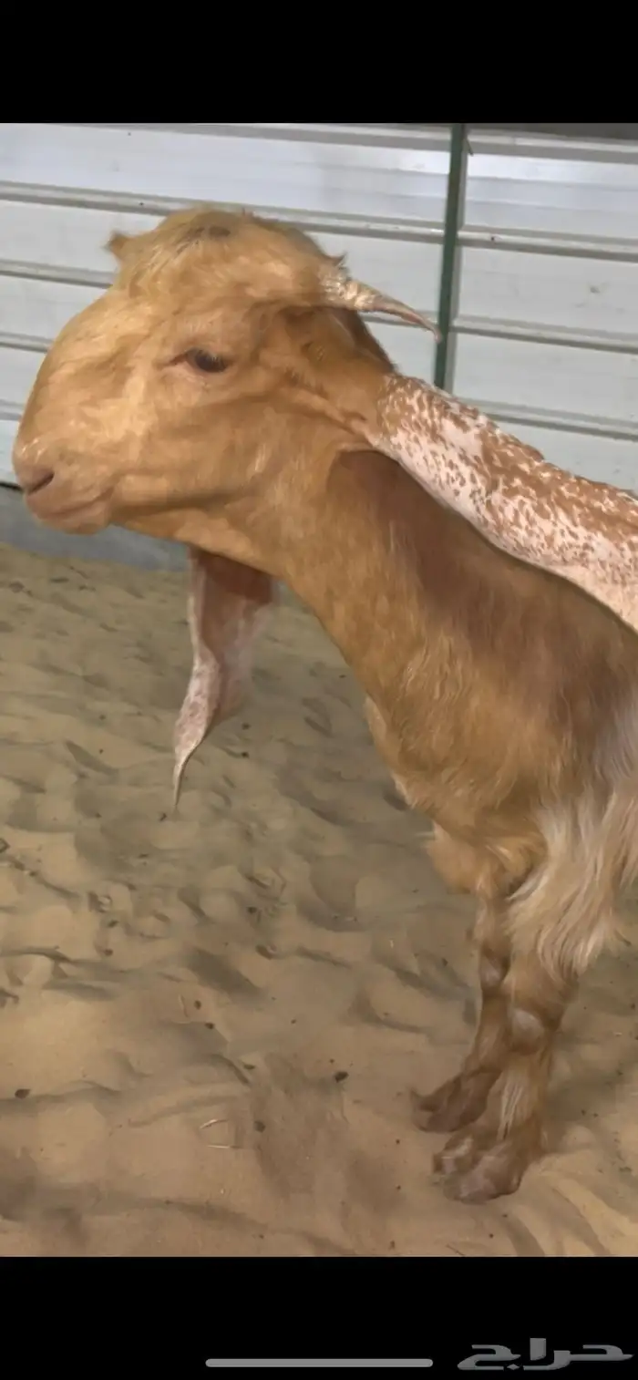 جفره صفرا خصم 0