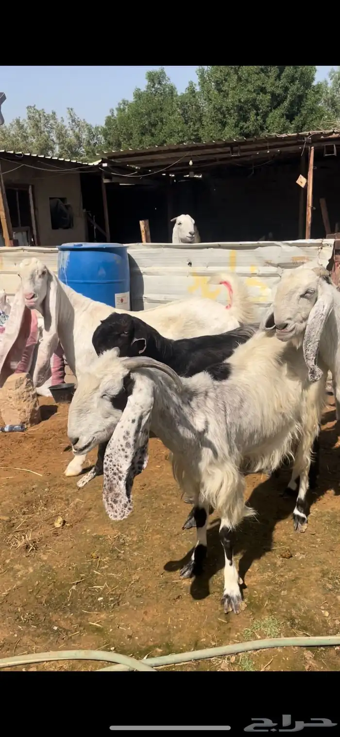 11 عنز مشكله يتبعها واحد الحد 1050 ريال 1