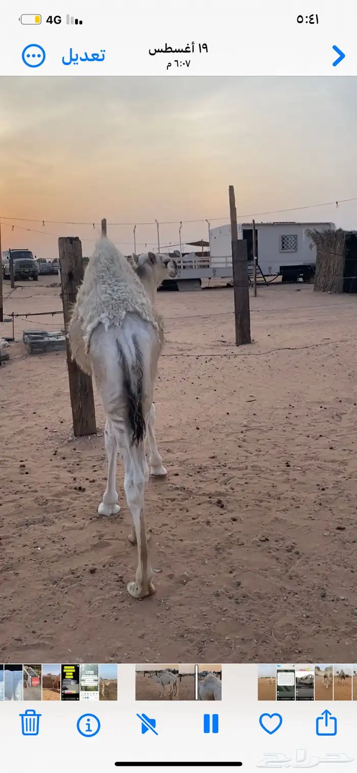 قعود رماني 1