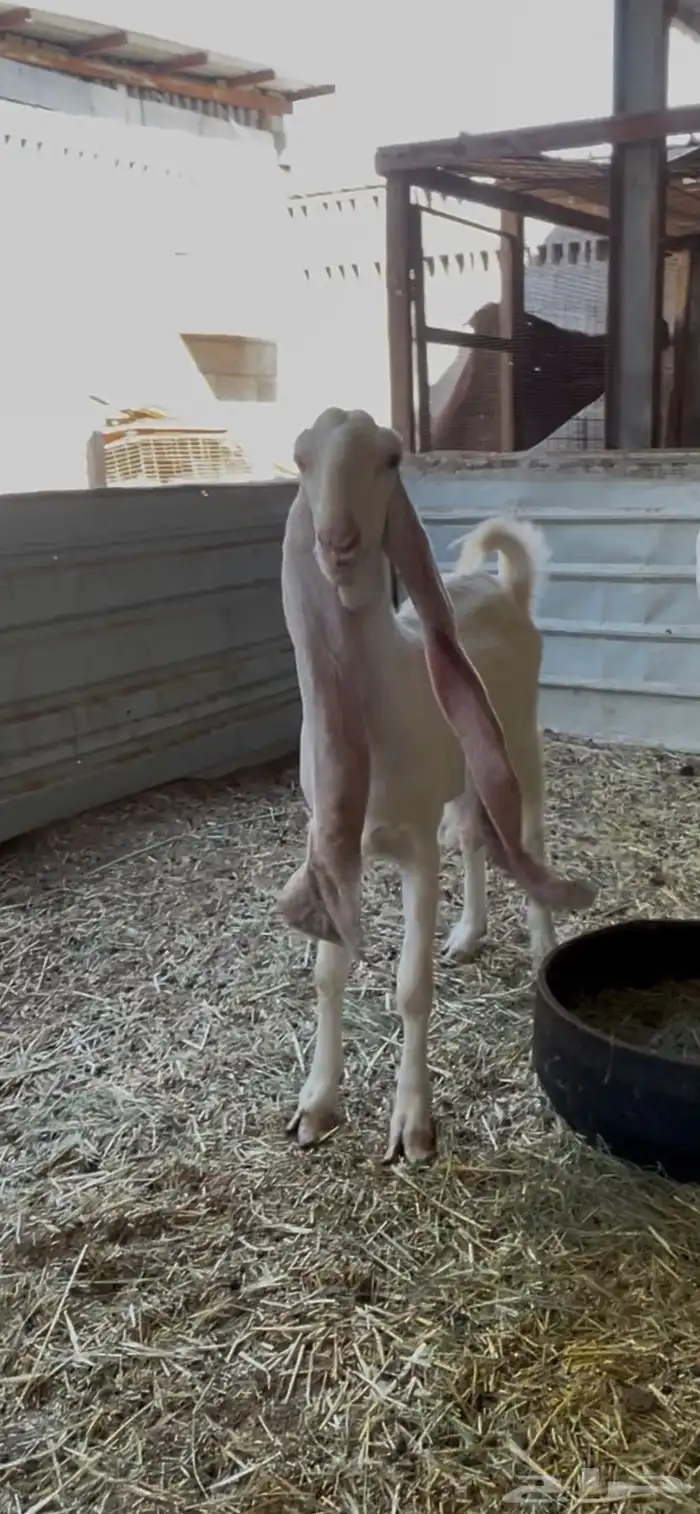 عنز باكستانية دافع 2