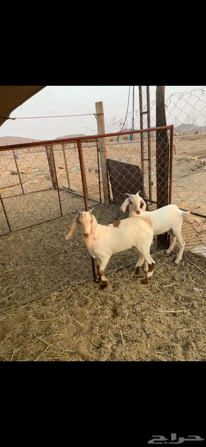 تيس ((تم البيع )) 0