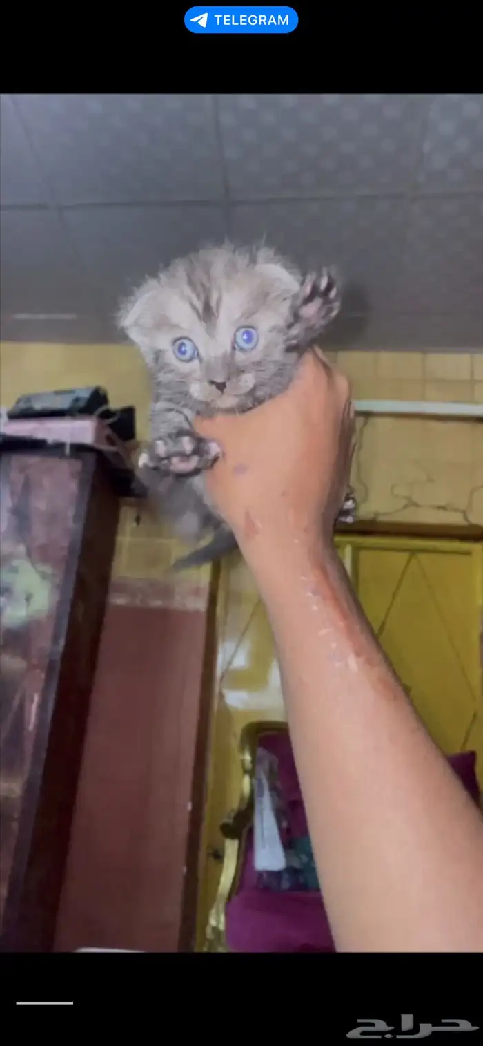 للتبني قطوتين اخوان لمن يخاف الله فيهمم 1