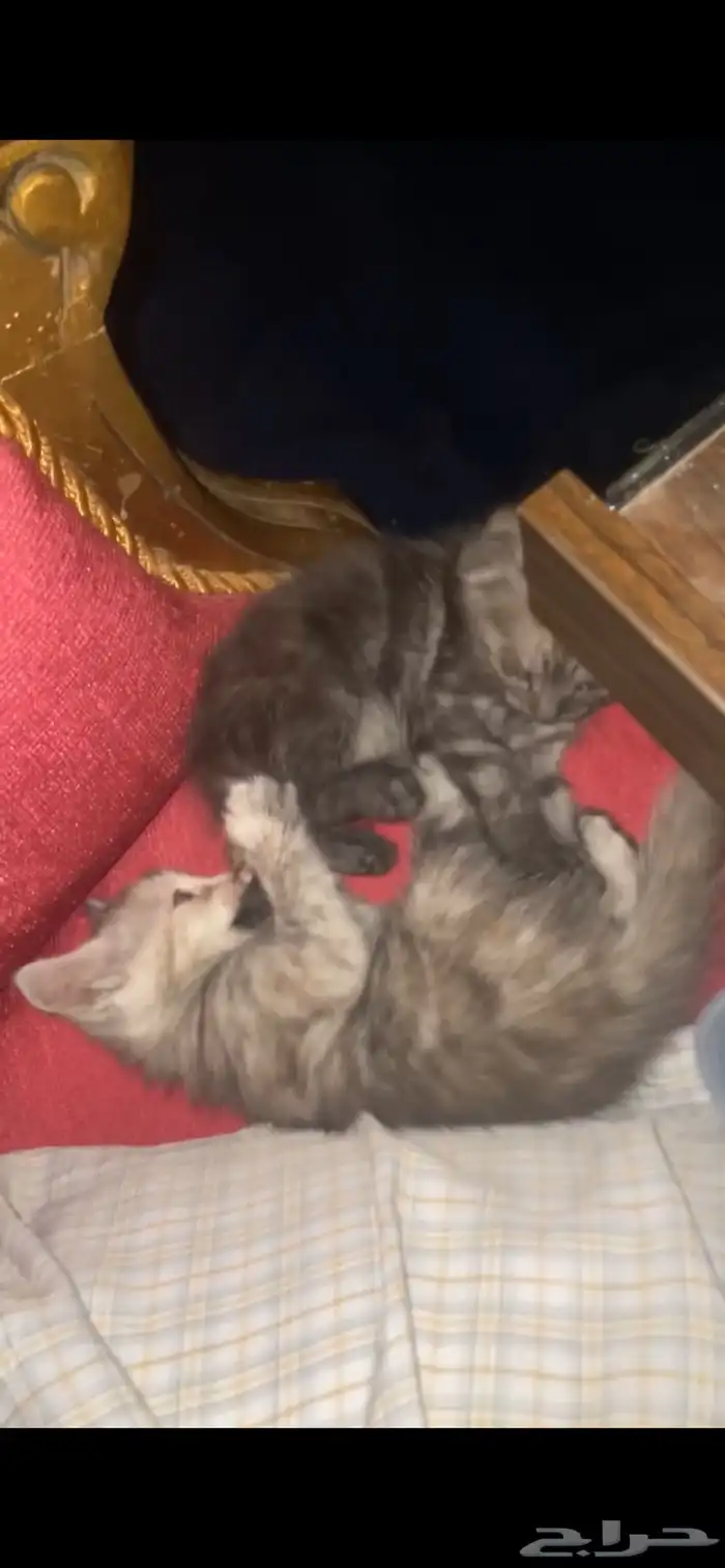 للتبني قطوتين اخوان لمن يخاف الله فيهمم 3