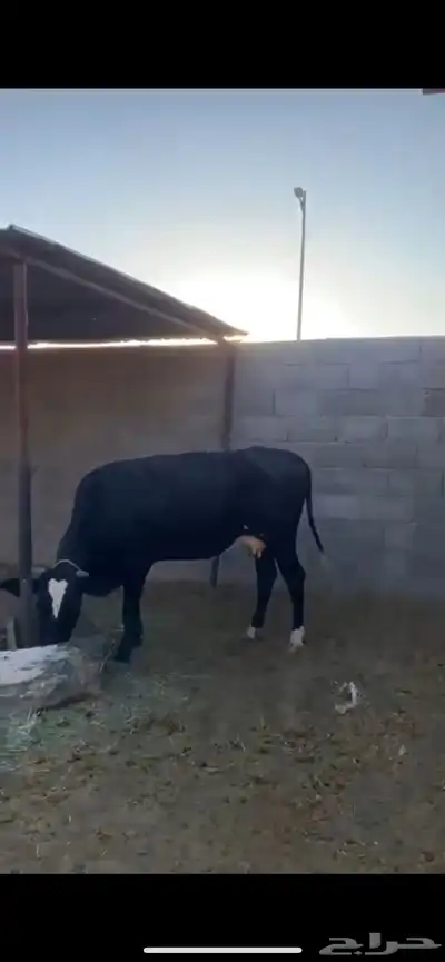 بقره عليها عجل index