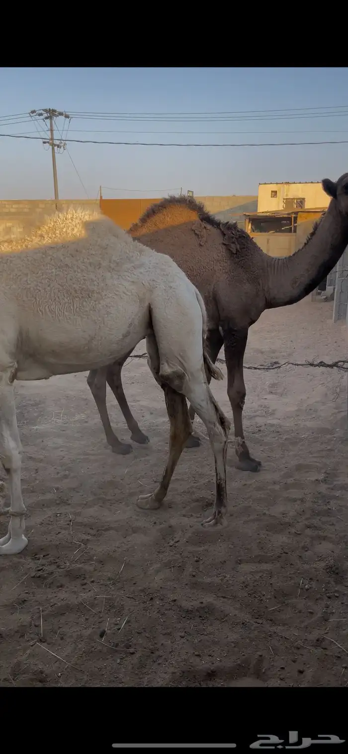 قعود وبكره فل طايشه من الشحم 3