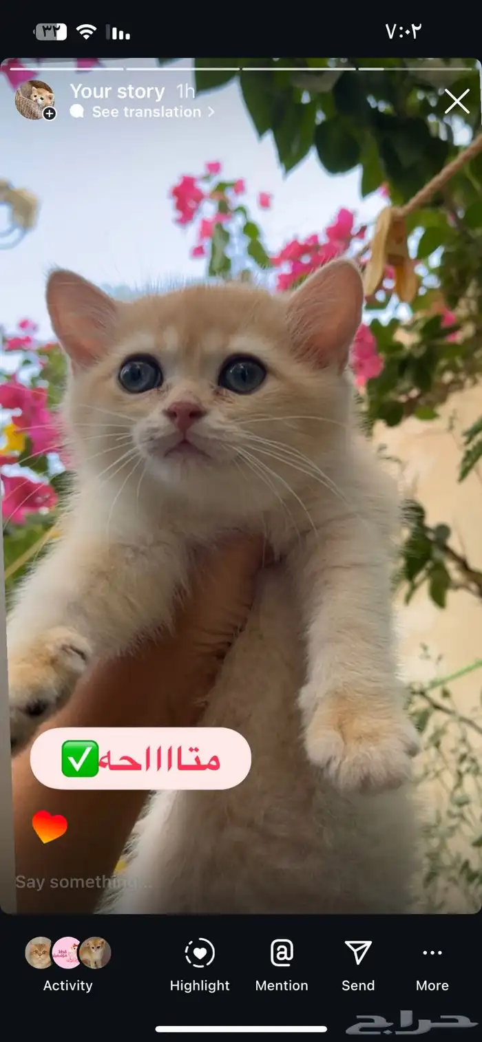 كتن بريتش ( انثى ) مسجله مناحه الان للبيع وليس تبني . 0