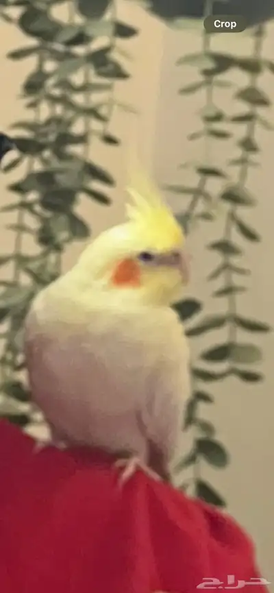 ببغاء كروان كوكتيل اليف ذكر index