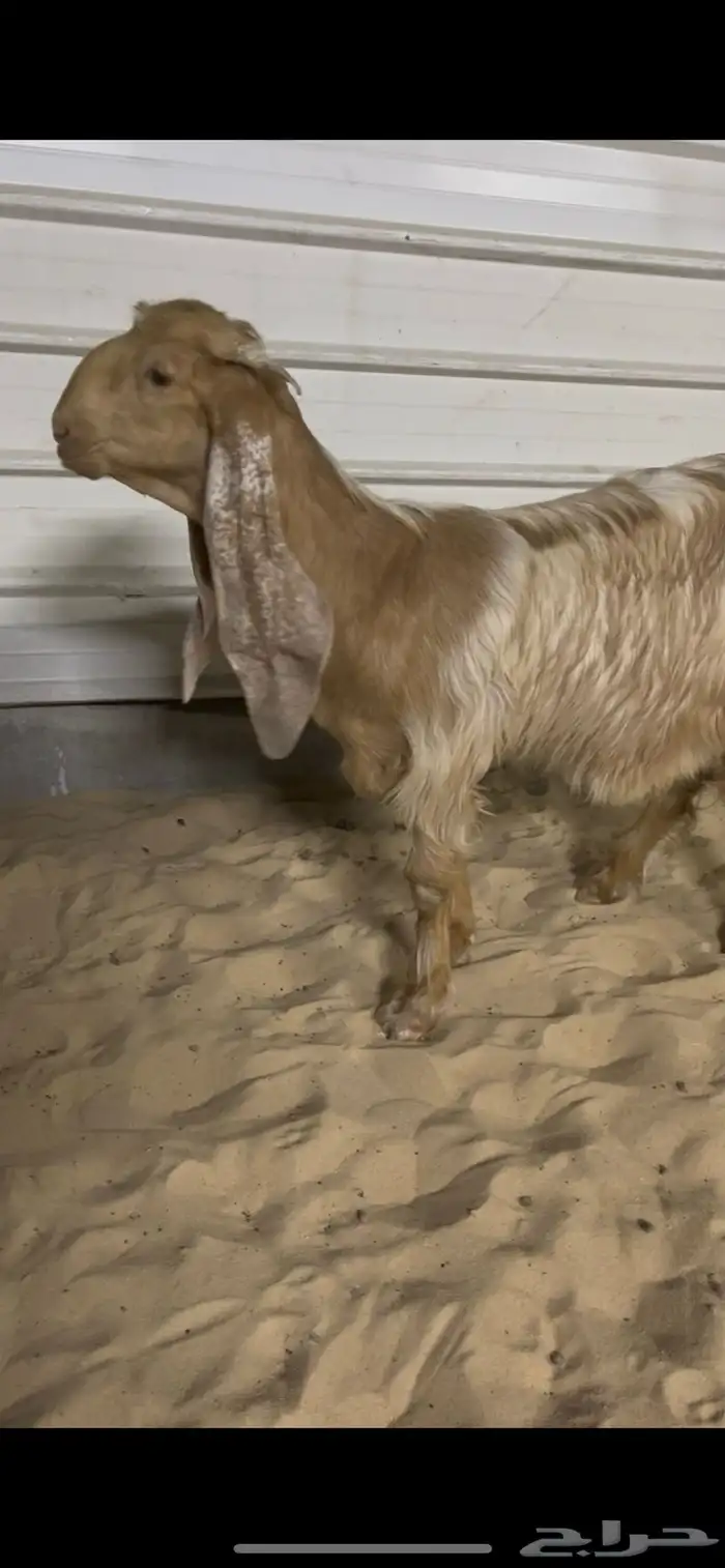 جفره صفرا خصم 3