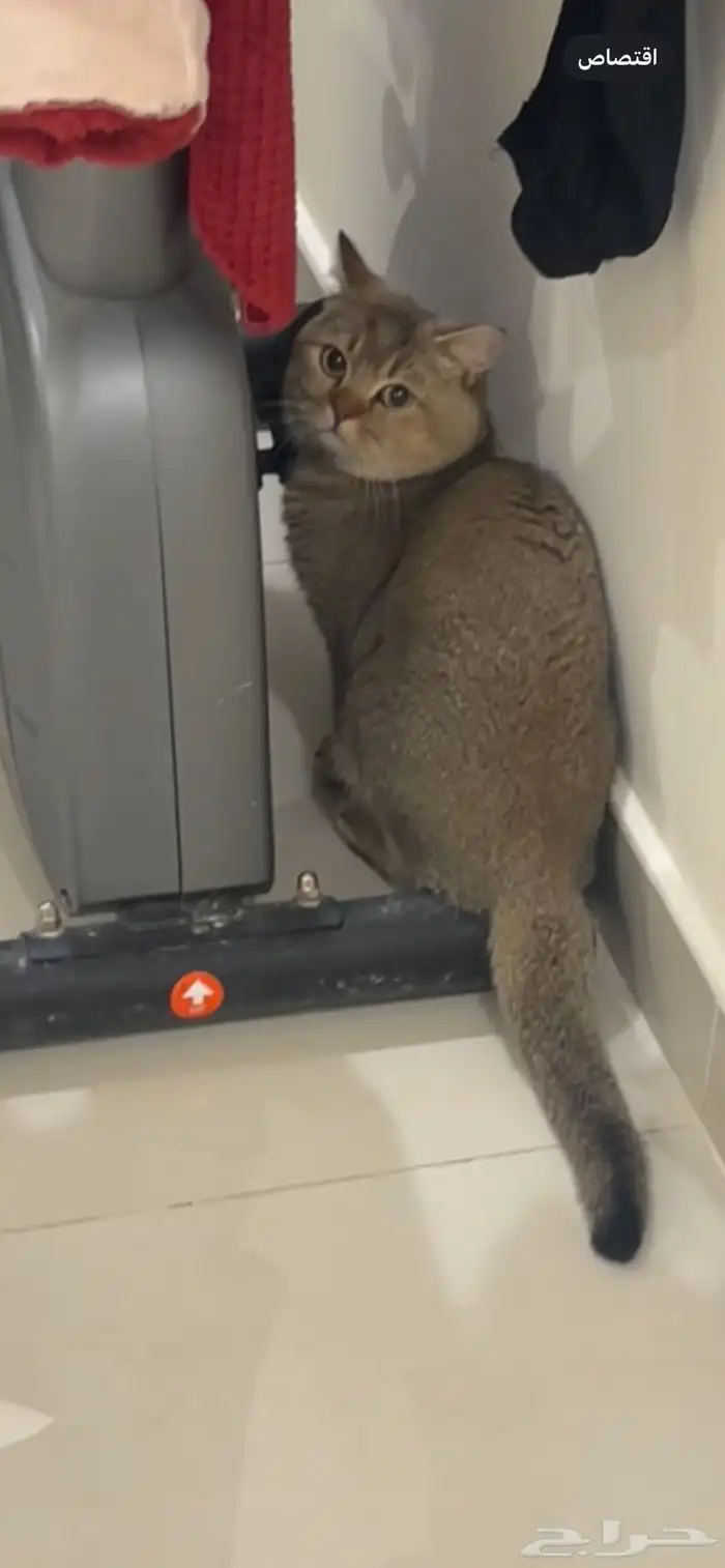 قط سكوتش فولد بيور 0