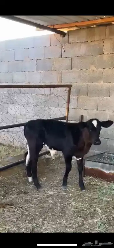 بقره عليها عجل index