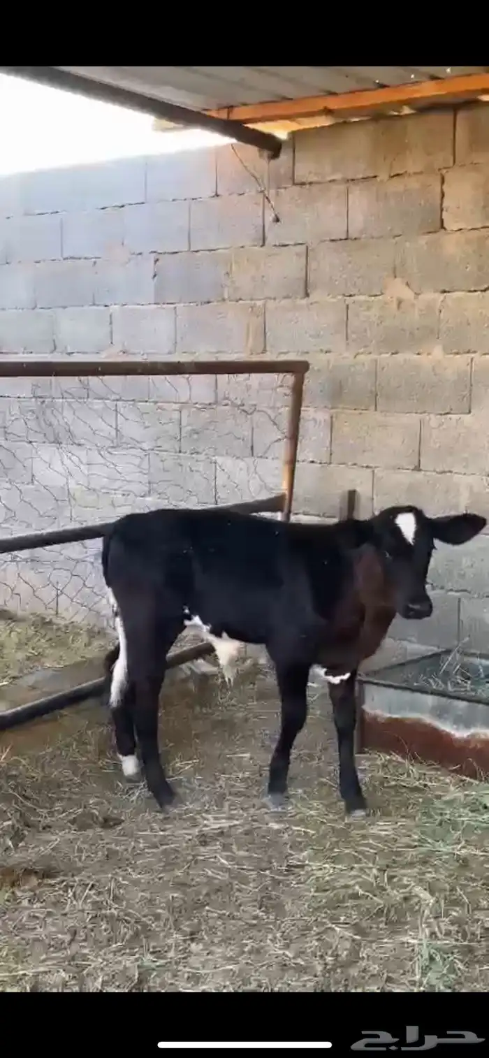 بقره عليها عجل 5