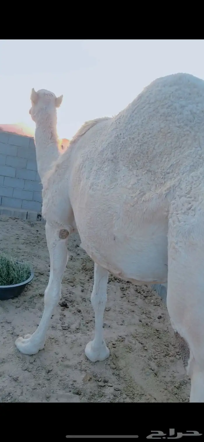 ناقة شقحاء 4