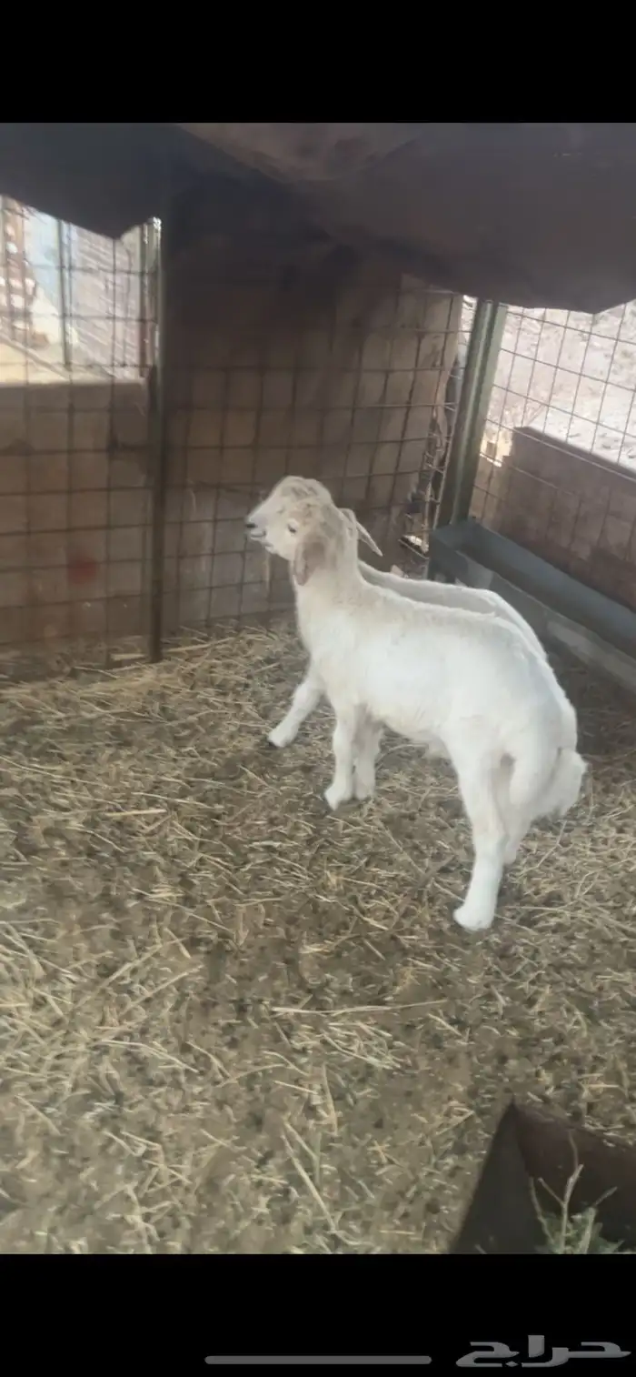 بهم تربيه للبيع 3