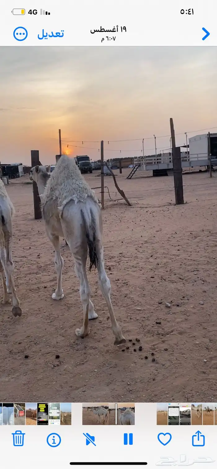 قعود رماني 2