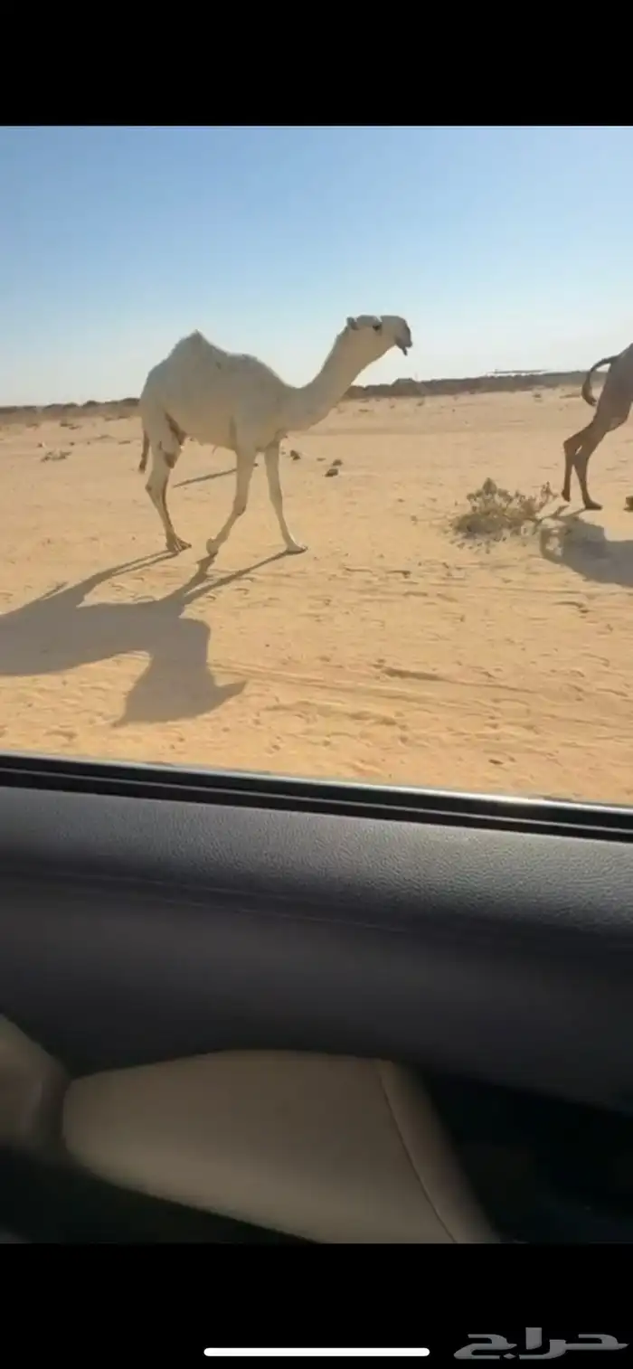 قعود وعشرا تحتها بكرة حلال كفو 1