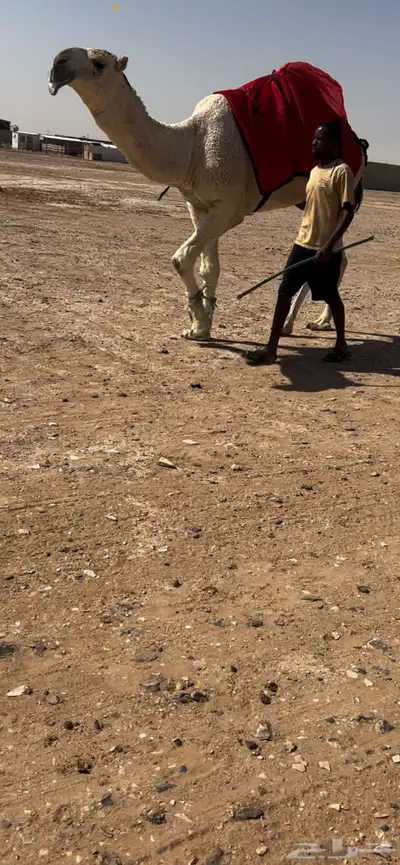 للبيع قعود اوضح باتلي 0