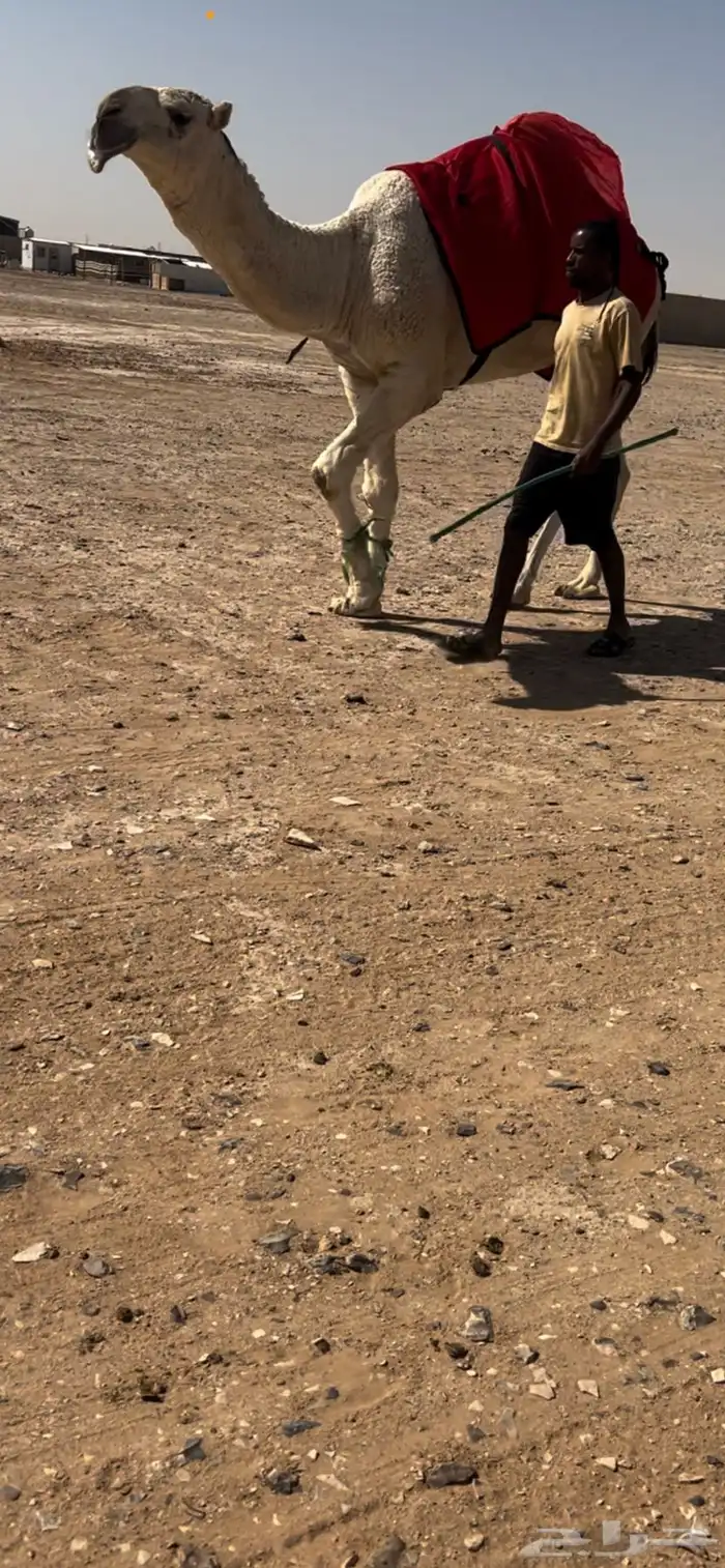 للبيع قعود اوضح باتلي 0