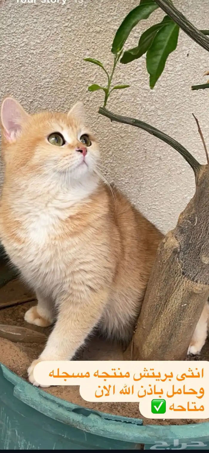 كتن بريتش ( انثى ) مسجله مناحه الان للبيع وليس تبني . 3