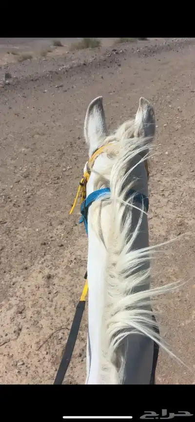 حصان للبيع index