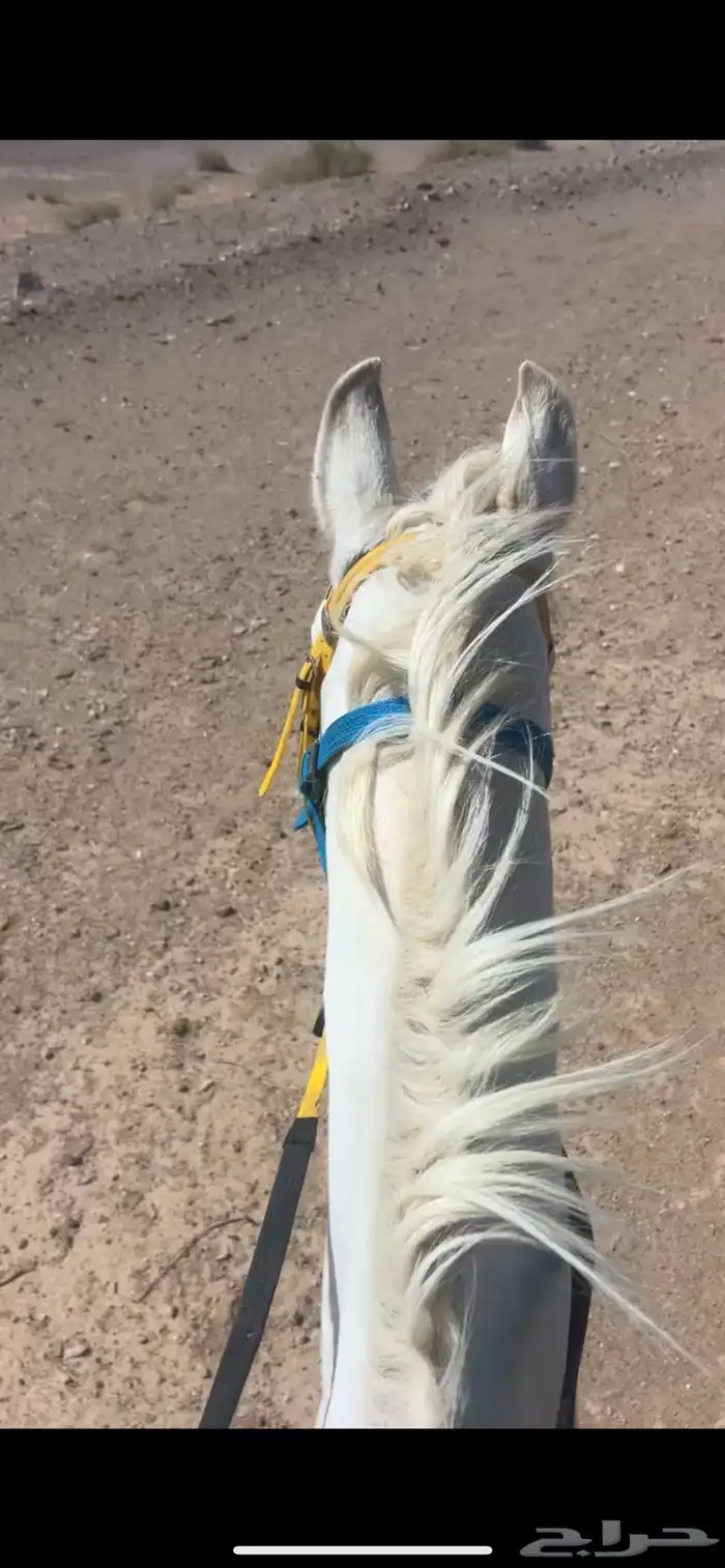 حصان للبيع 2