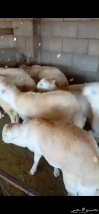 طليان ذبائح للثلاجة والمناسبات سواكن حريات رفيديات index